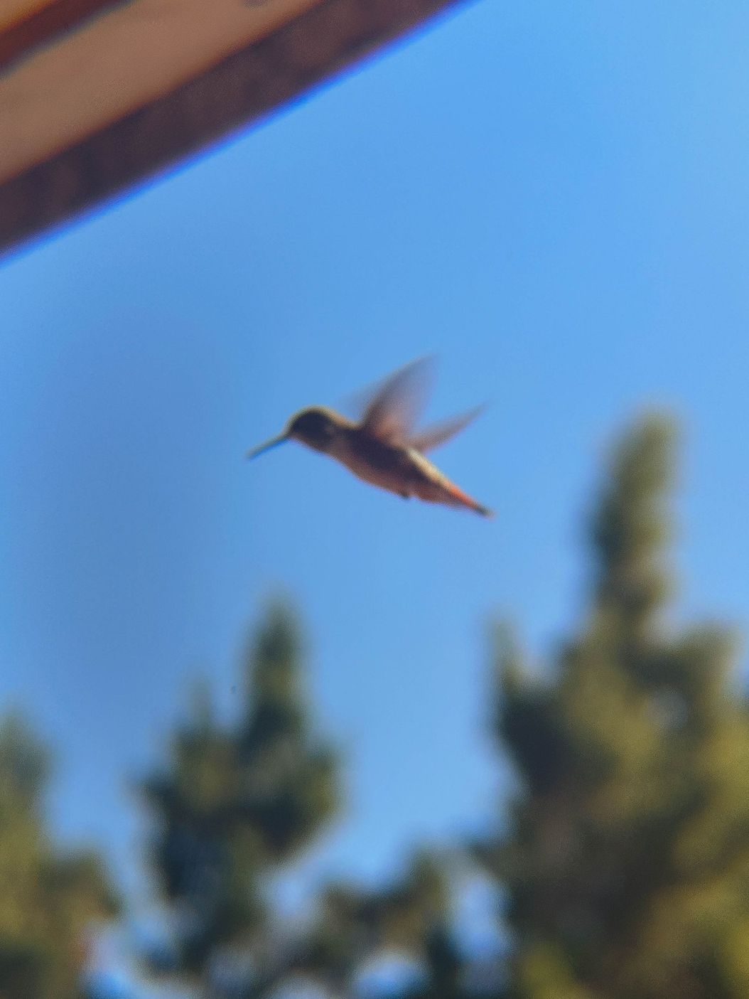 a rufous hummingbird in flight
