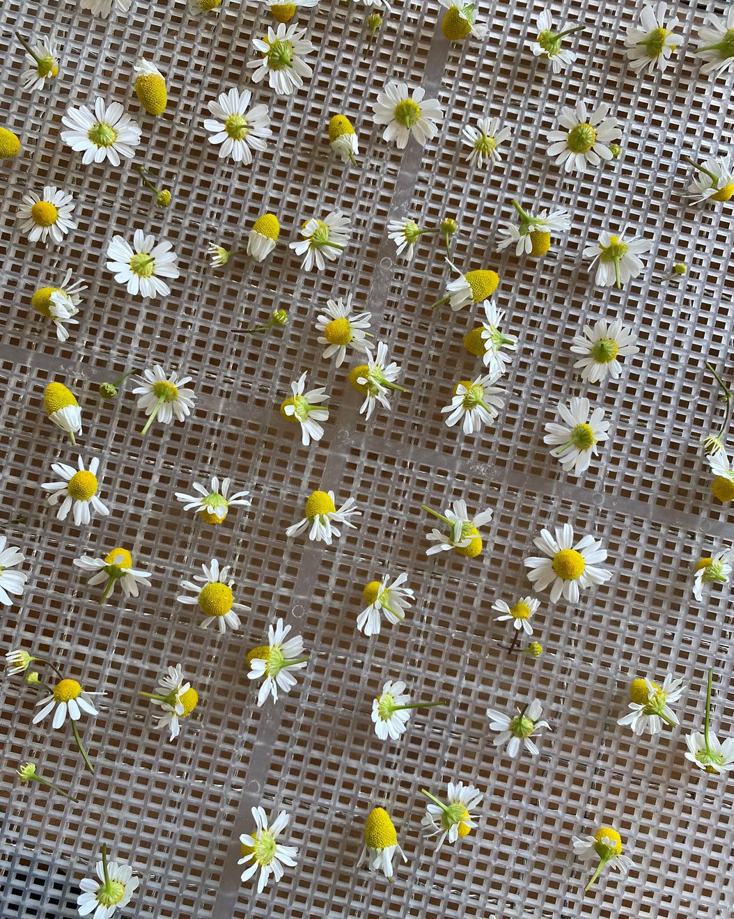 Photo of delicate chamomile blooms drying on a plastic drying rack