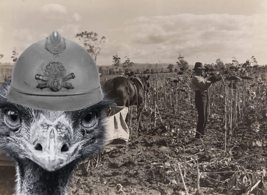 🔫🐦Great Australian Bites: The Emu War of 1932