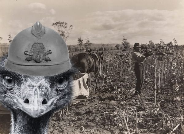 🔫🐦Great Australian Bites: The Emu War of 1932