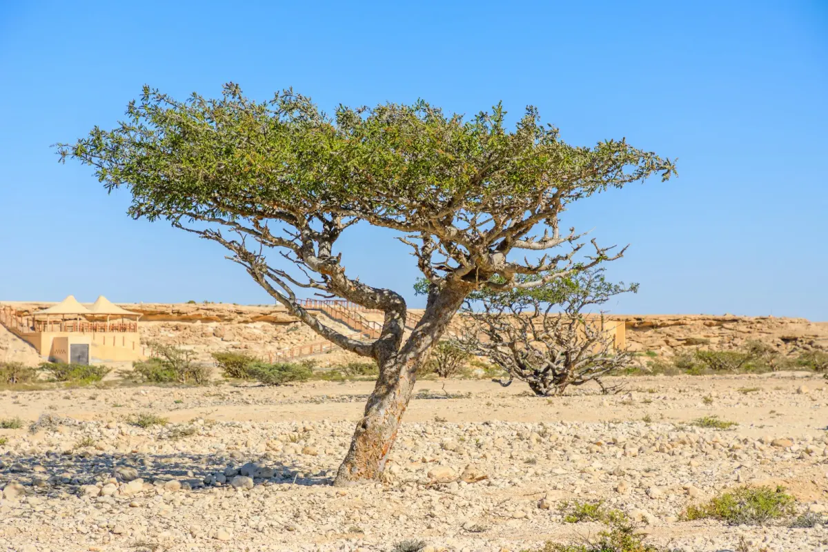 Wadi Dawkah, Omán