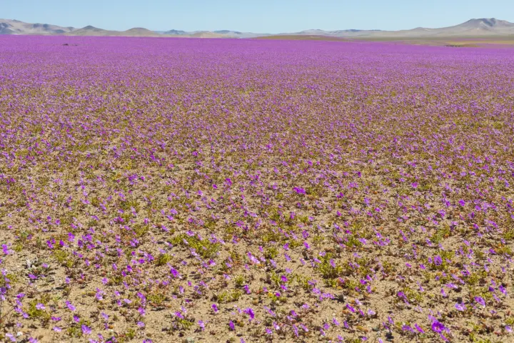 Chile virágázó sivataga, Atacama desert, Chile