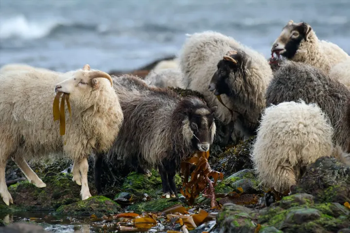 North Ronaldsay juhok tengeri moszatot legelnek az Orkney-szigetek partján
