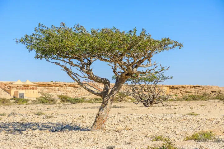 Wadi Dawkah, Omán
