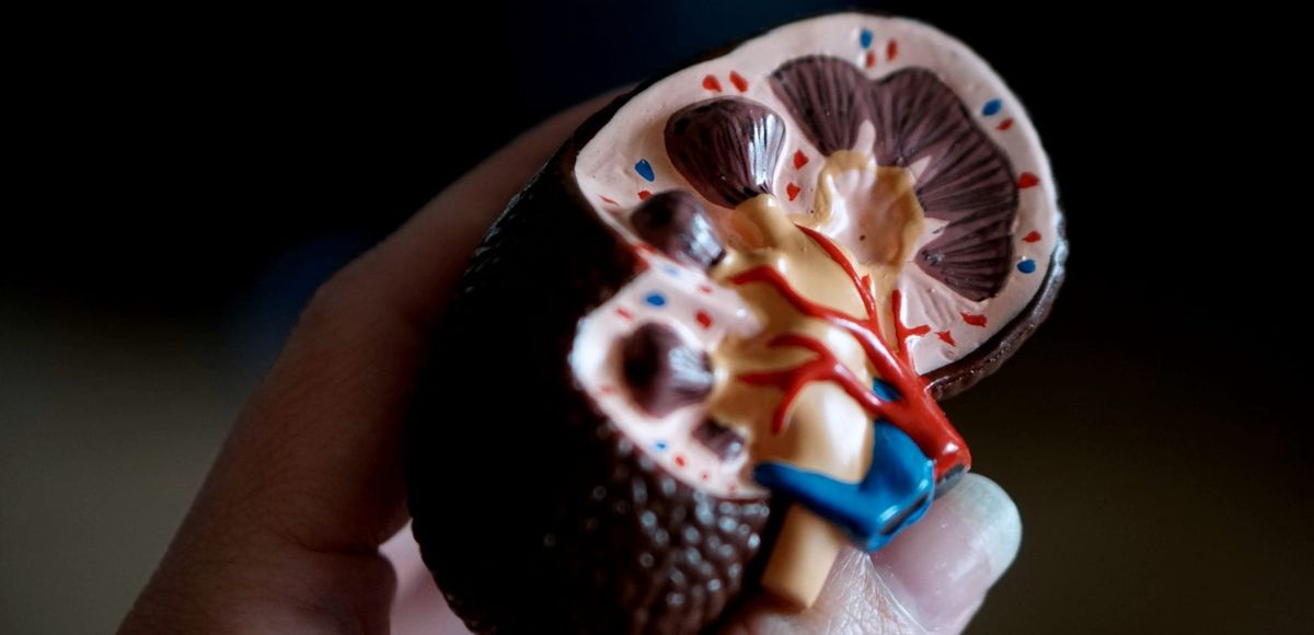 Renal