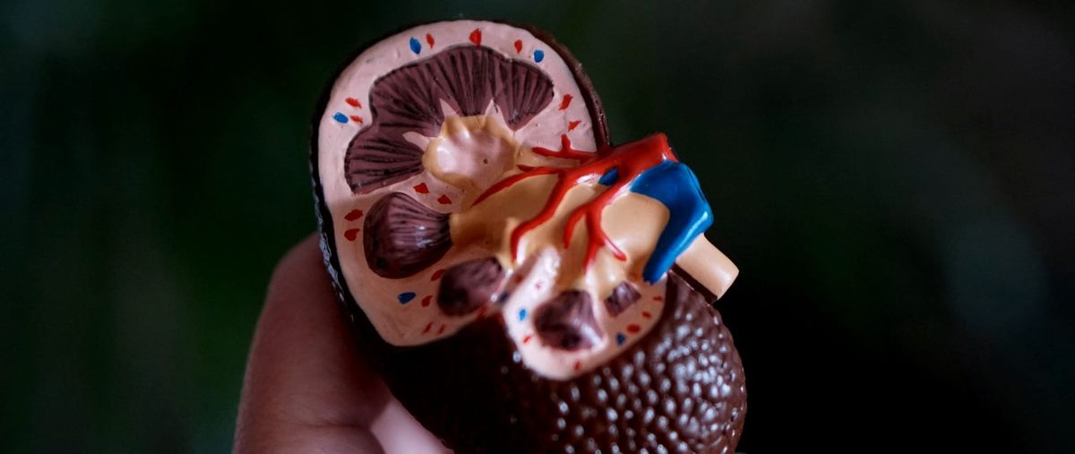 Renal & metabolic