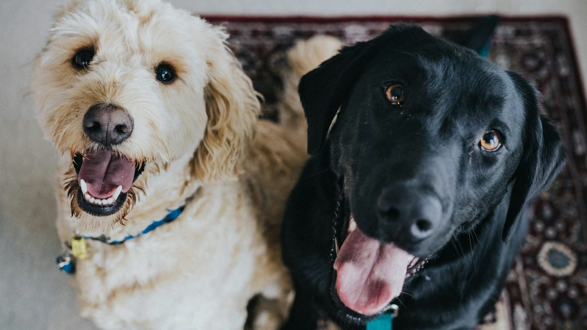 Tripadvisor flags surge in pet-friendly and adventure travel