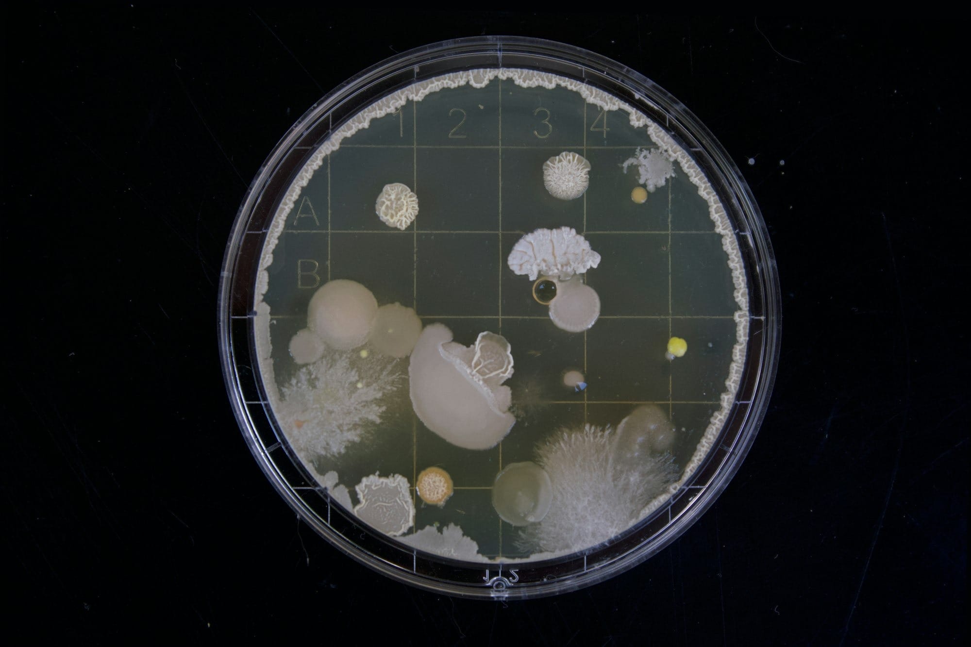 Mirror bacteria: the lab-made microbes scientists now fear could threaten all life on Earth