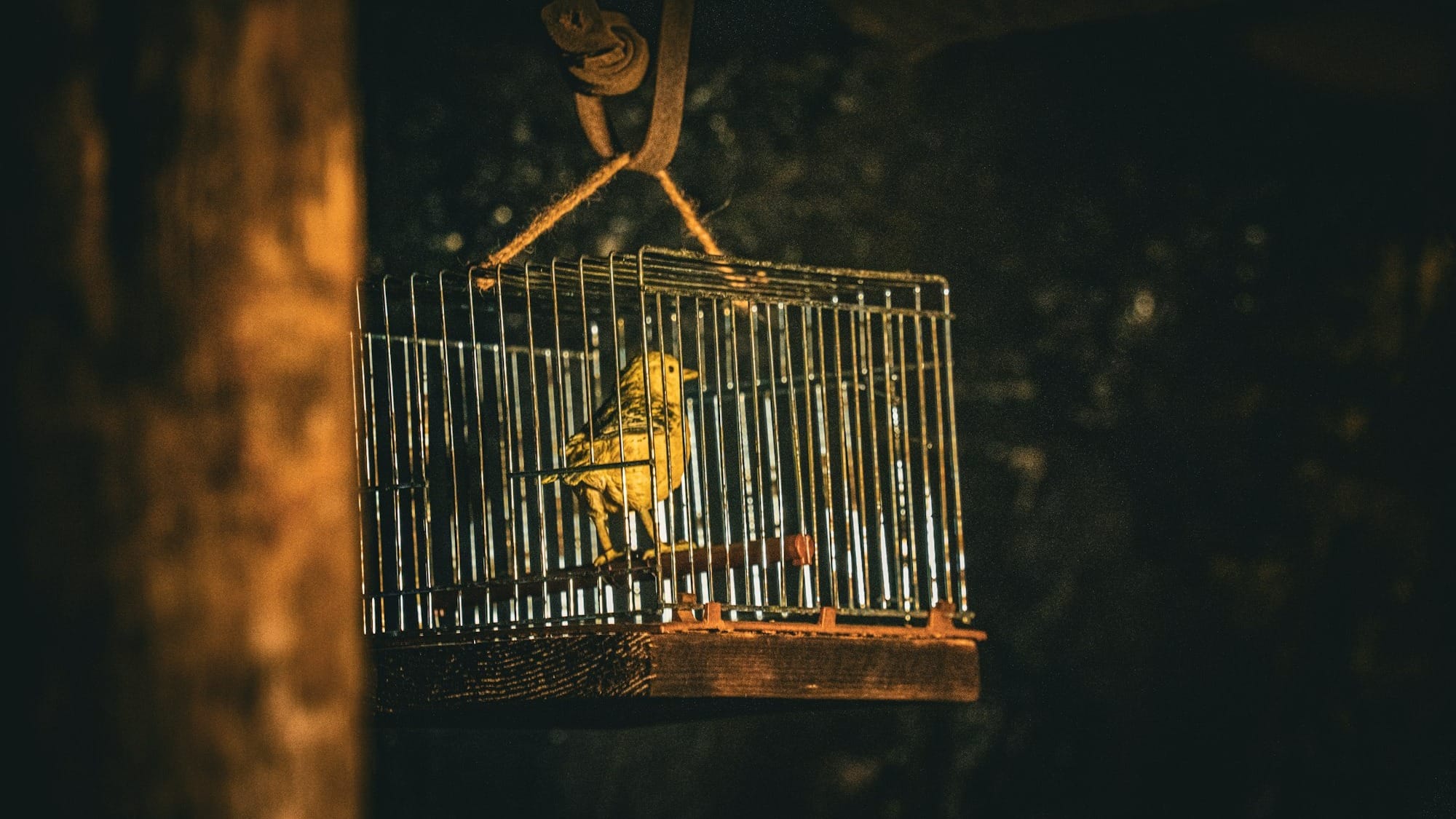 A bird cage with a bird inside of it