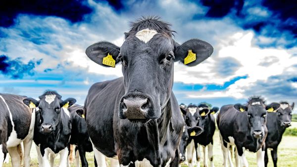 The 'Cowgorithm': Is AI turning dairy farming into a real-life version of The Sims? post image