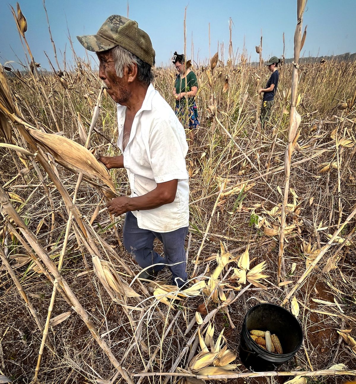 People of Corn