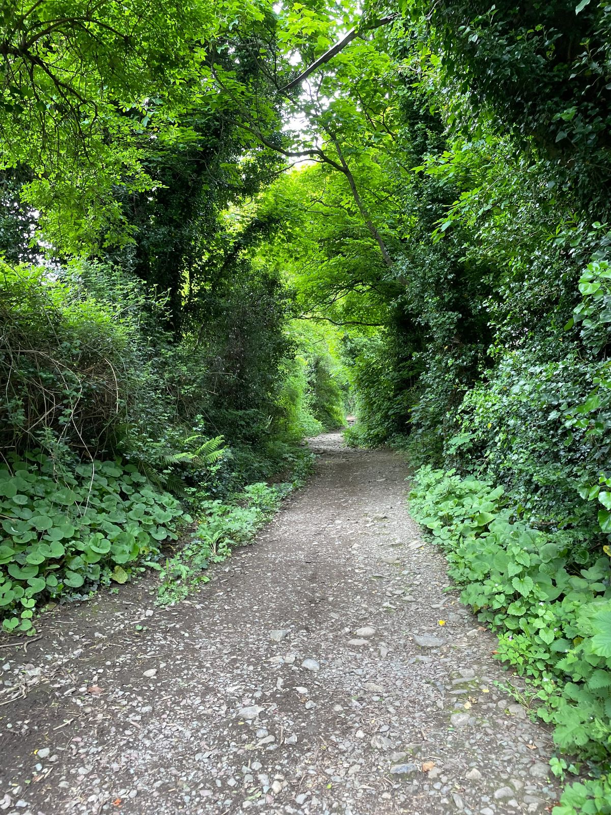 A gravel path through the woods in the Dublin Mountains.