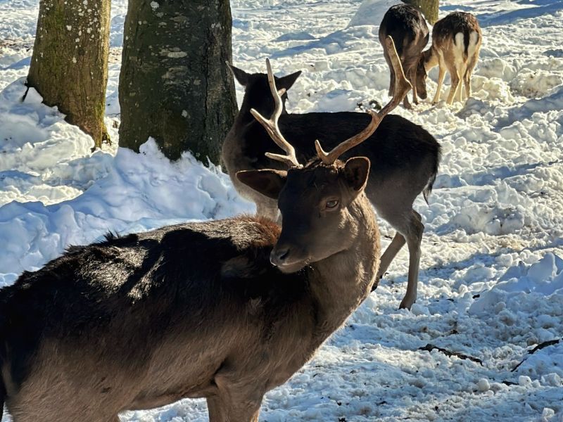 Zimska čarolija u Delnicama Istaknuta slika objave