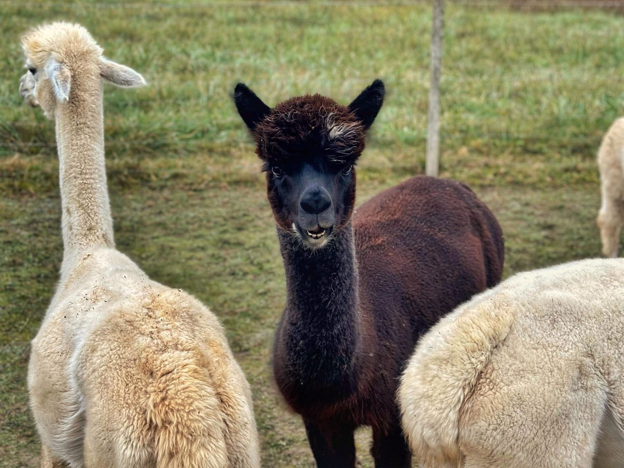 Najslađi izlet: druženje s Alpakama koje će vam rastopiti srce Slika objave