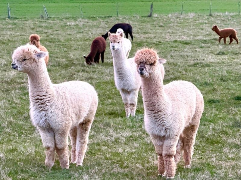 Skriveni raj u Sloveniji: alpake, odlični restorani i potpuni mir Slika objave