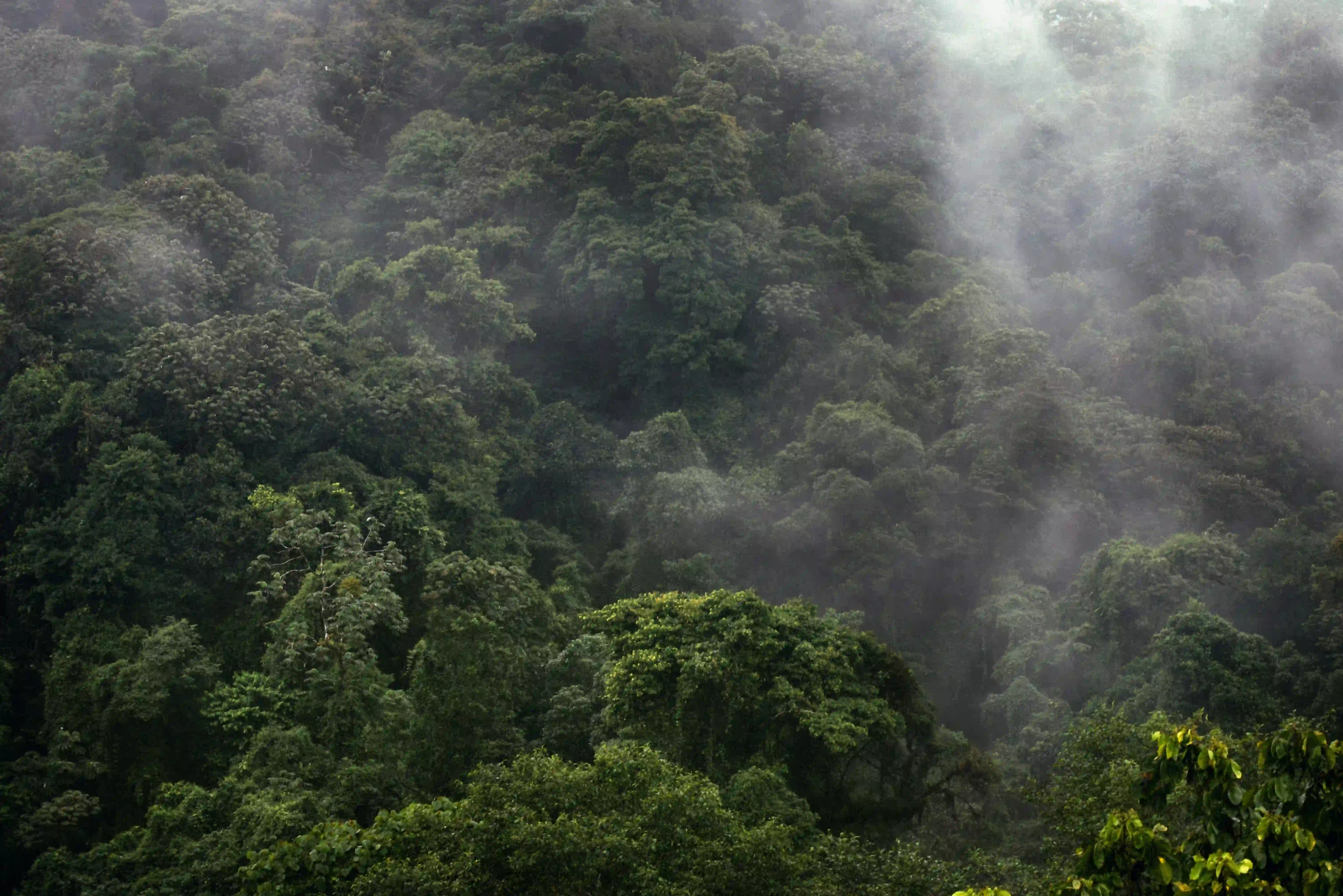 A dense, green rainforest canopy partially obscured by thick atmospheric mist.