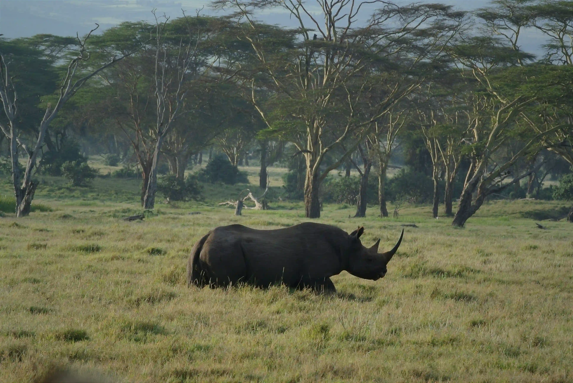 A solitary black rhino standing in a vast, grassy savanna with tall acacia trees in the background.
