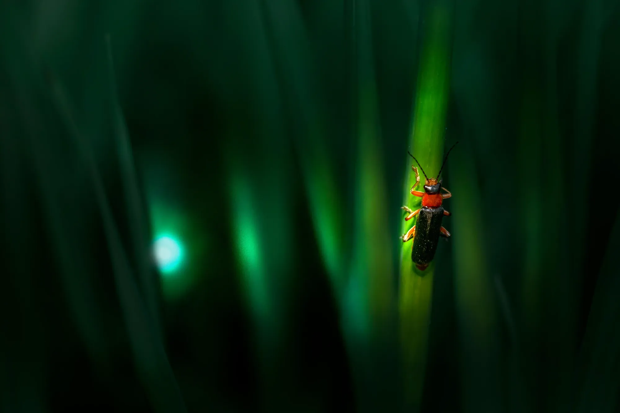 A close-up macro photograph of a single firefly resting on a vibrant green blade of grass against a dark background.