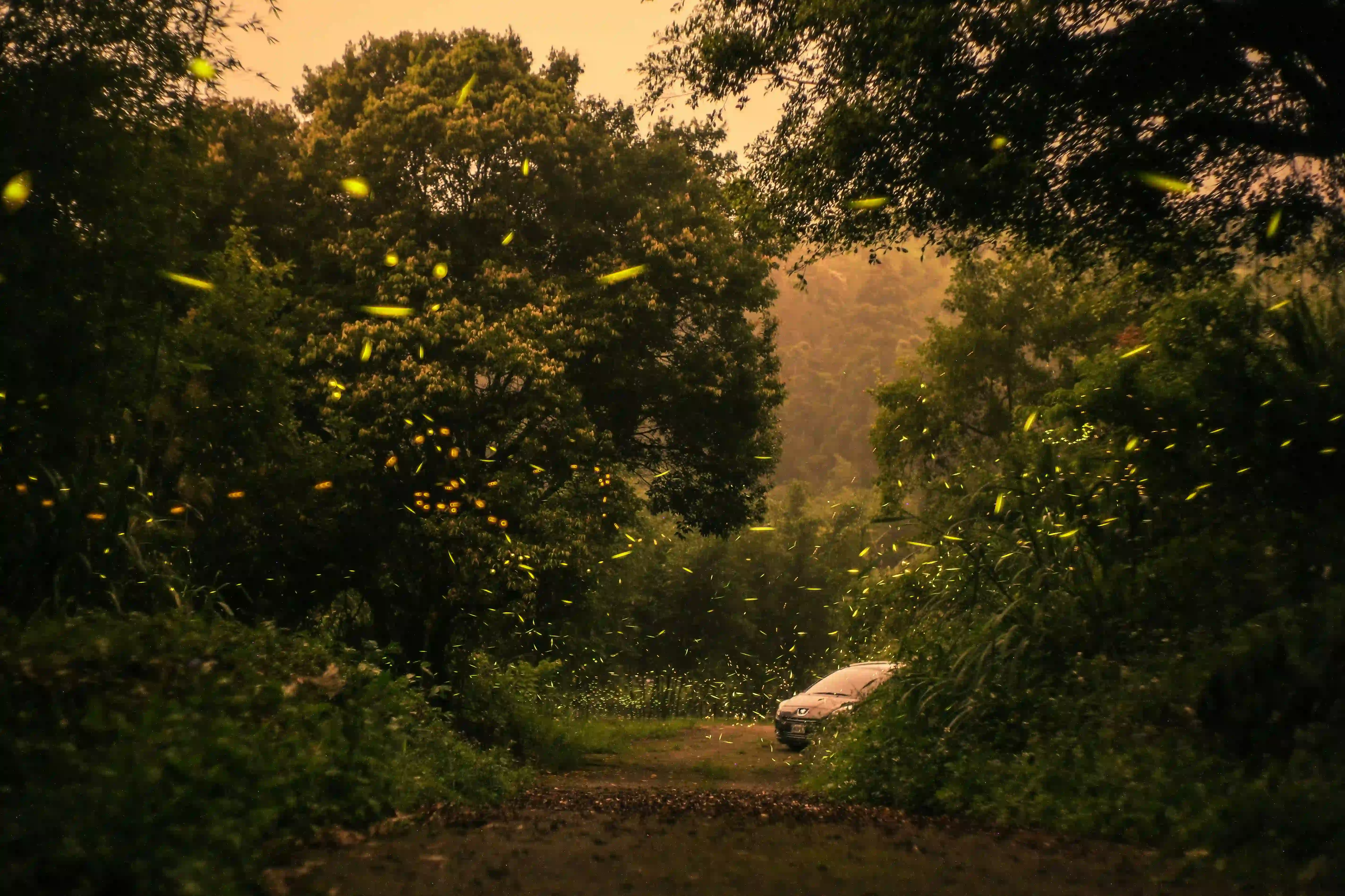 A dirt path surrounded by lush trees at dusk, filled with streaks of glowing fireflies, with a car parked in the background.