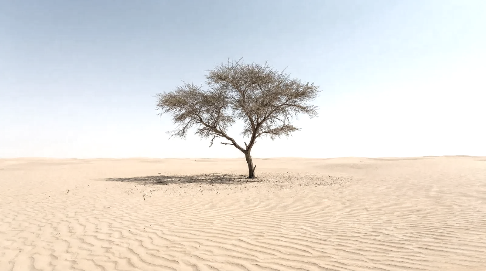 A solitary acacia tree standing in the middle of the empty Sahara desert sand