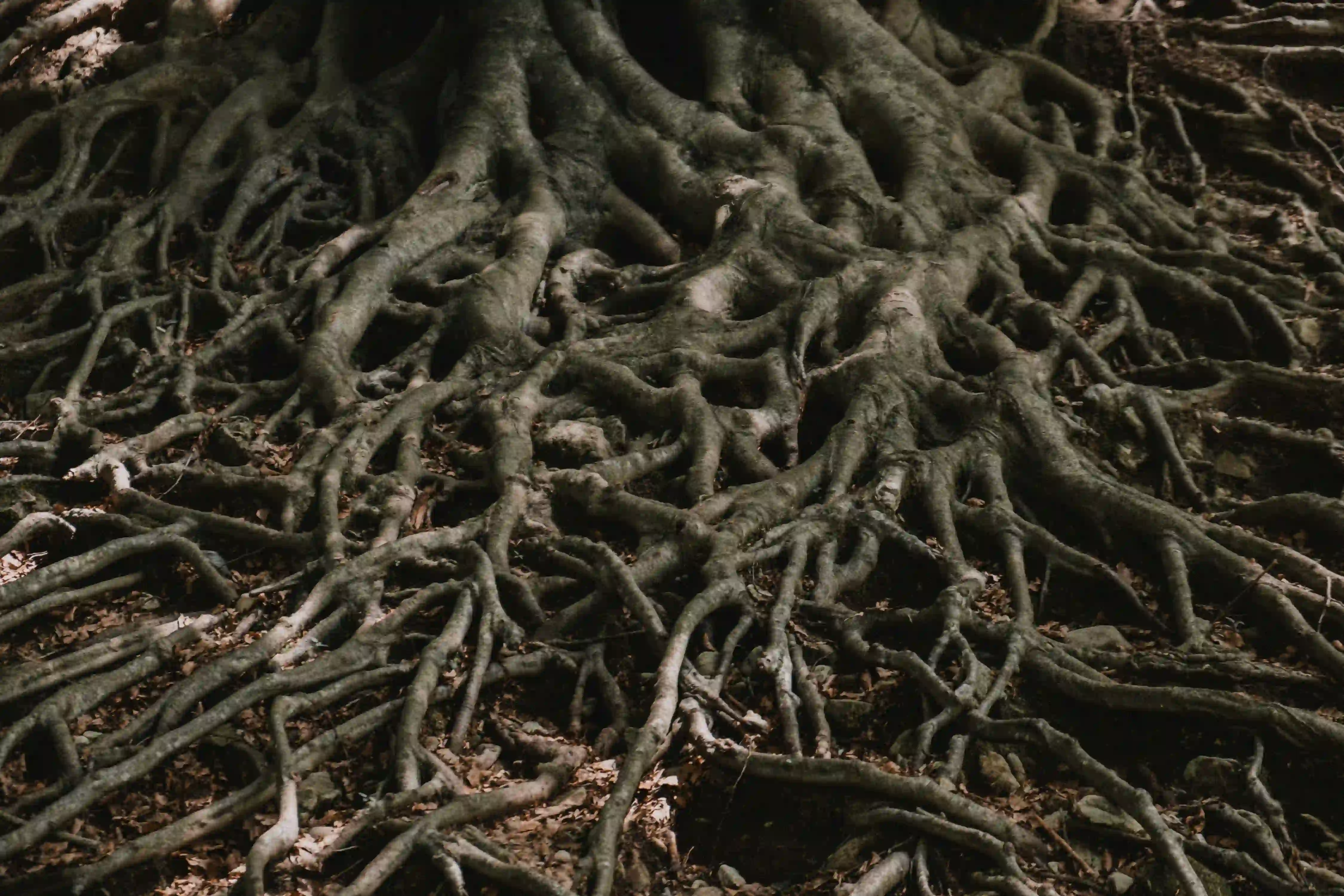 A dense, intricate network of dark tree roots spreading across the forest floor, illustrating the complex biological infrastructure of nature.