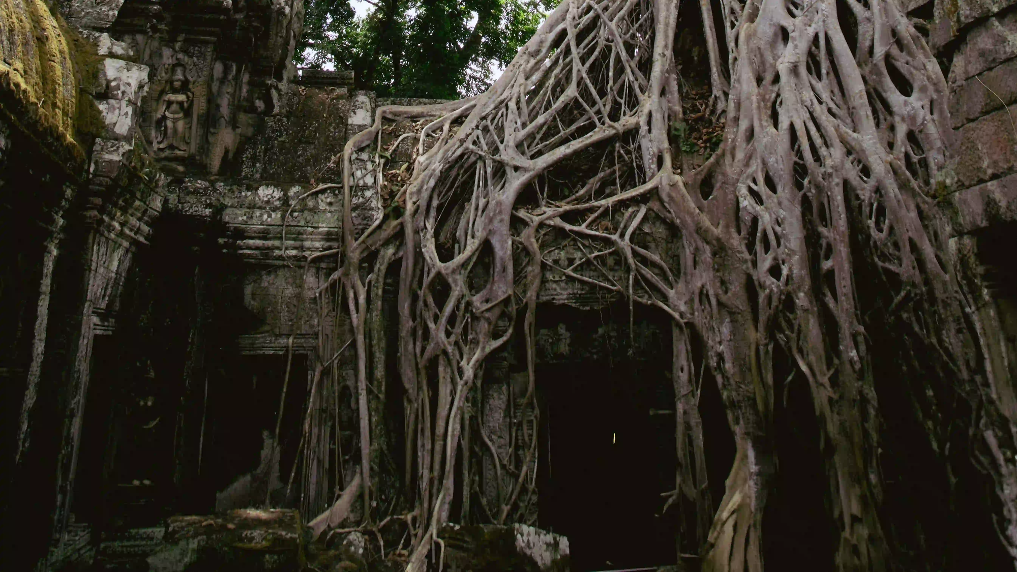 Massive ancient tree roots completely engulfing and reclaiming carved stone temple ruins, illustrating nature taking over human architecture.