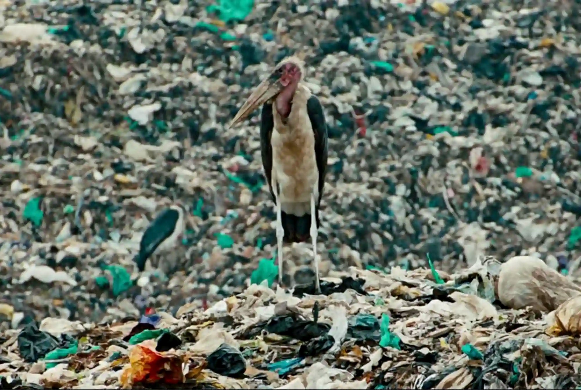 A striking scene from the documentary Anthropocene: The Human Epoch, showing a large stork standing atop a massive landfill, illustrating the colossal scale of human ecological destruction.