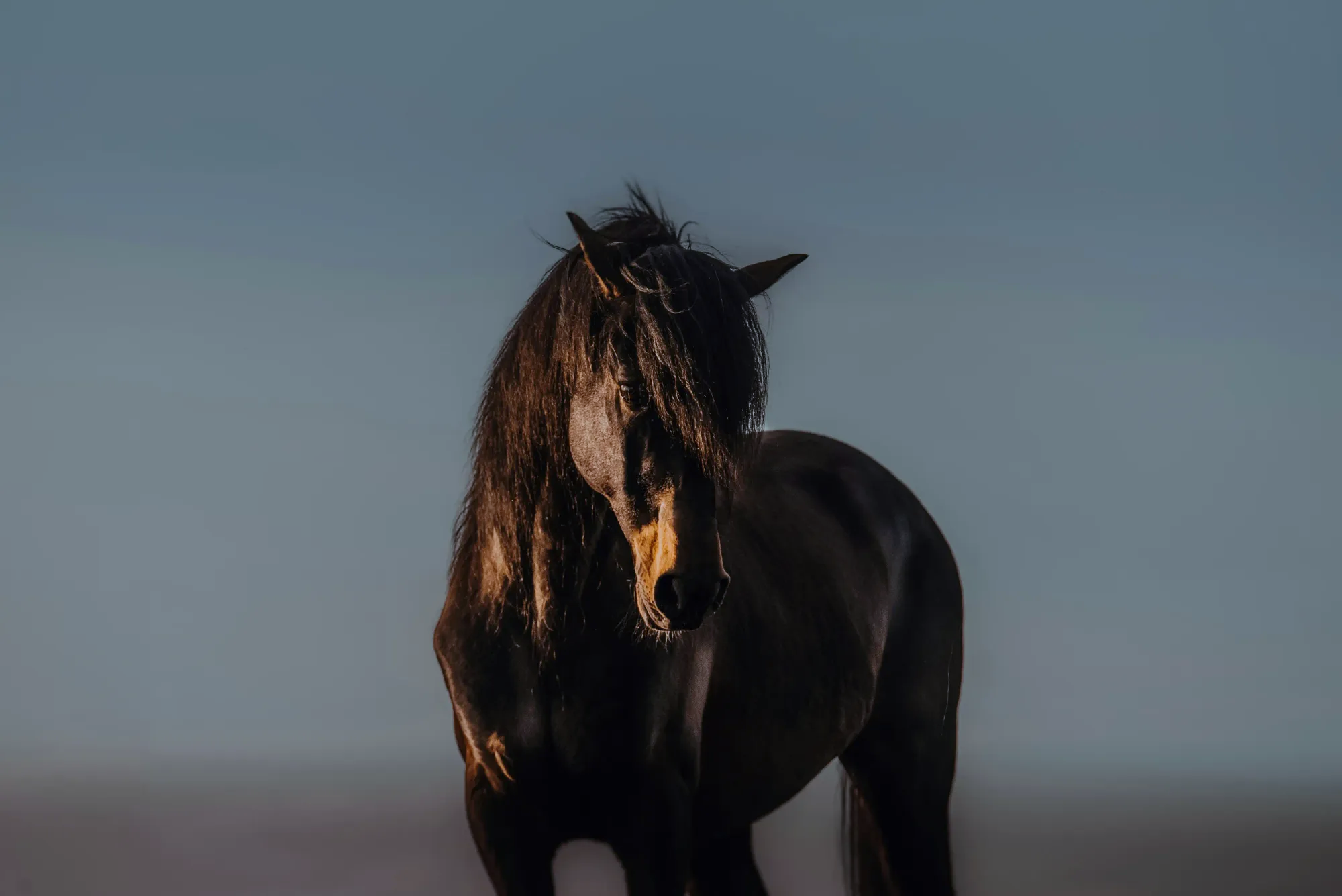 A solitary dark horse standing in a moody, low-light landscape, capturing the atmosphere before a mythical Janara ride.