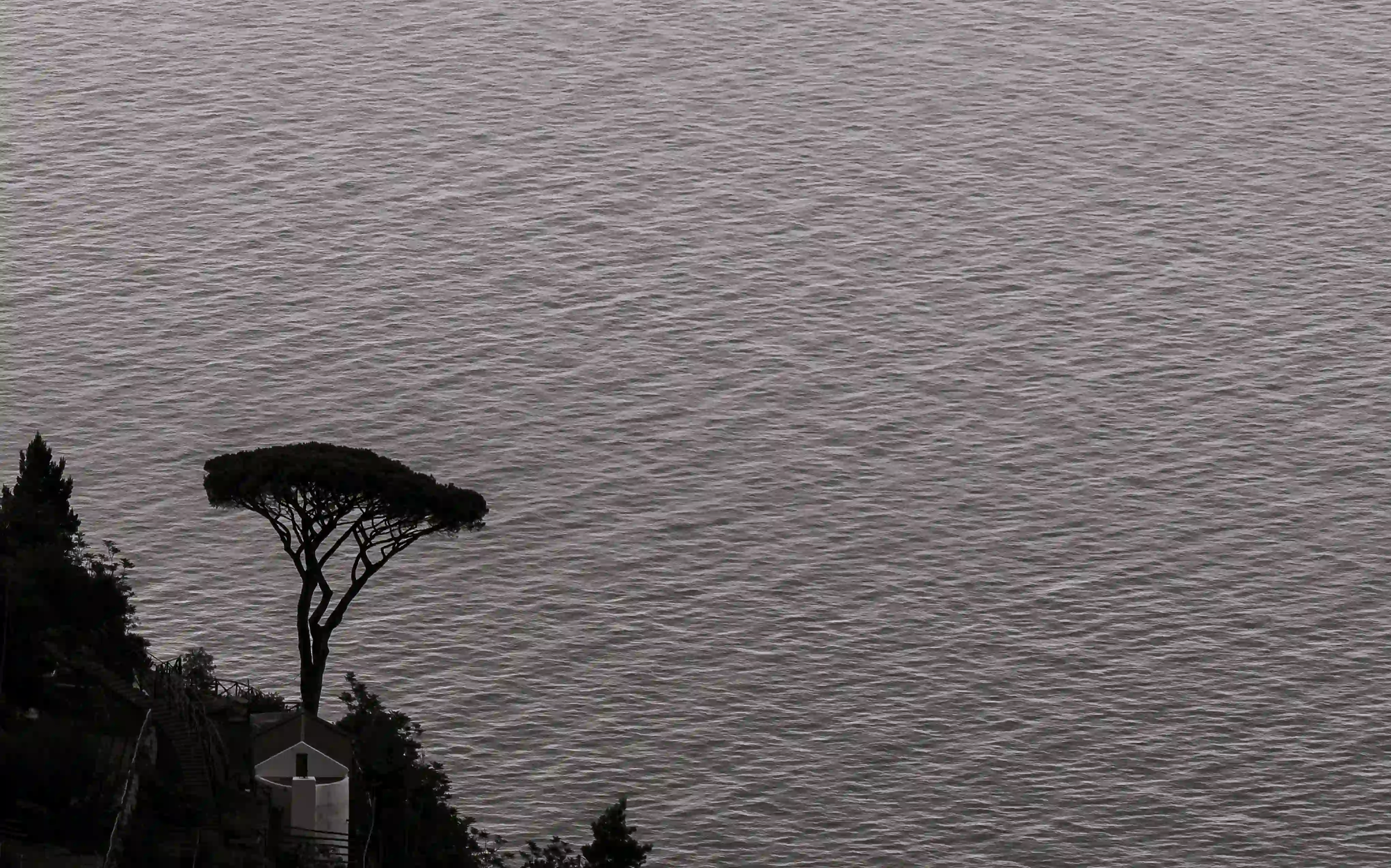 A solitary pine tree overlooking a vast, silver Mediterranean sea, capturing the essence of dolce far niente and the slow living philosophy.