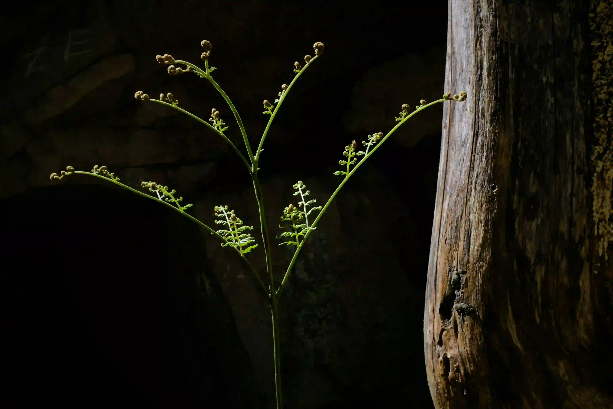 A single, delicate fern growing out of pitch-black darkness next to a rock wall, illuminated by a faint sliver of light.