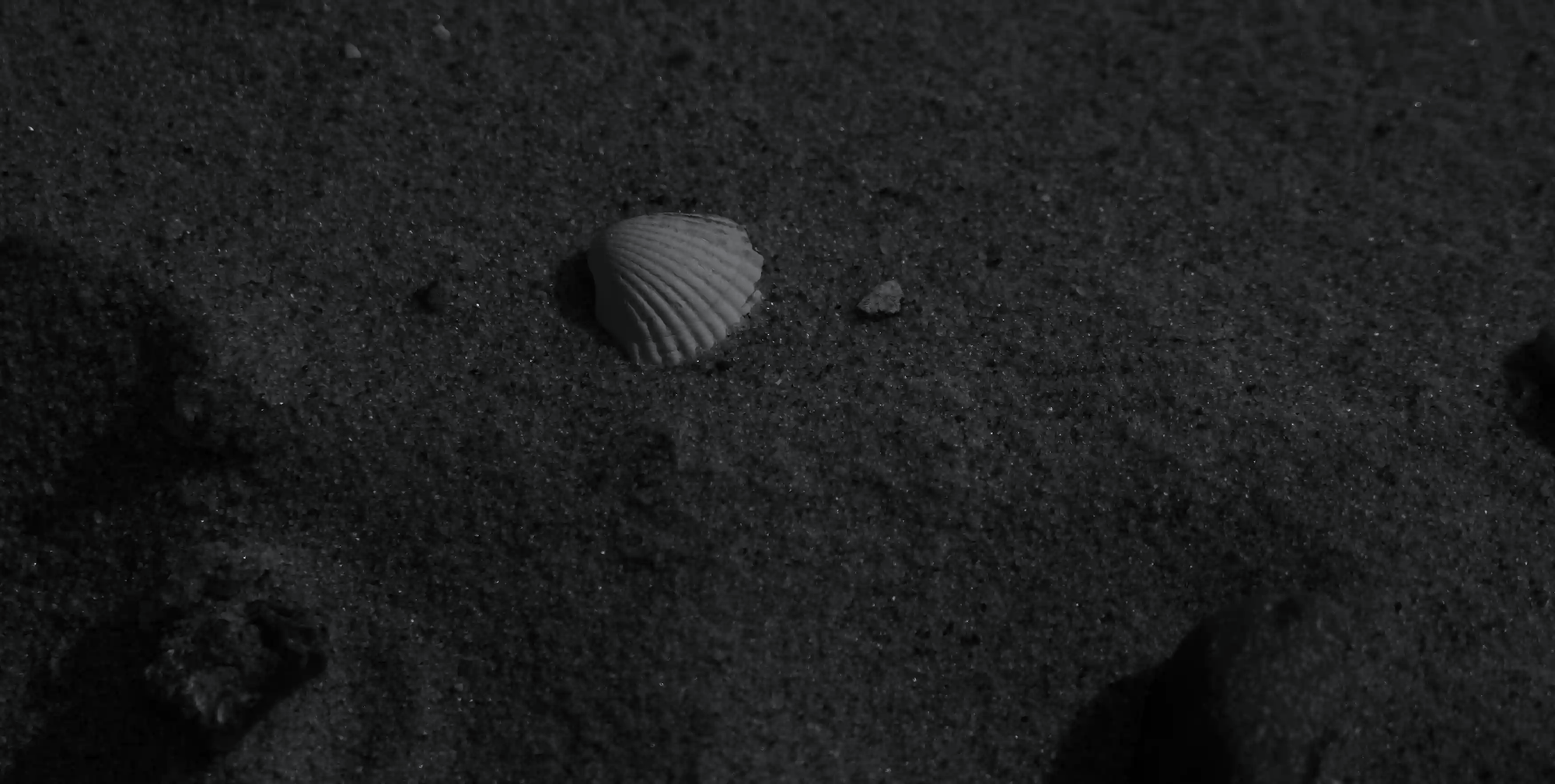 A solitary white seashell resting on dark sand, representing the fragile biological architecture of coastlines.