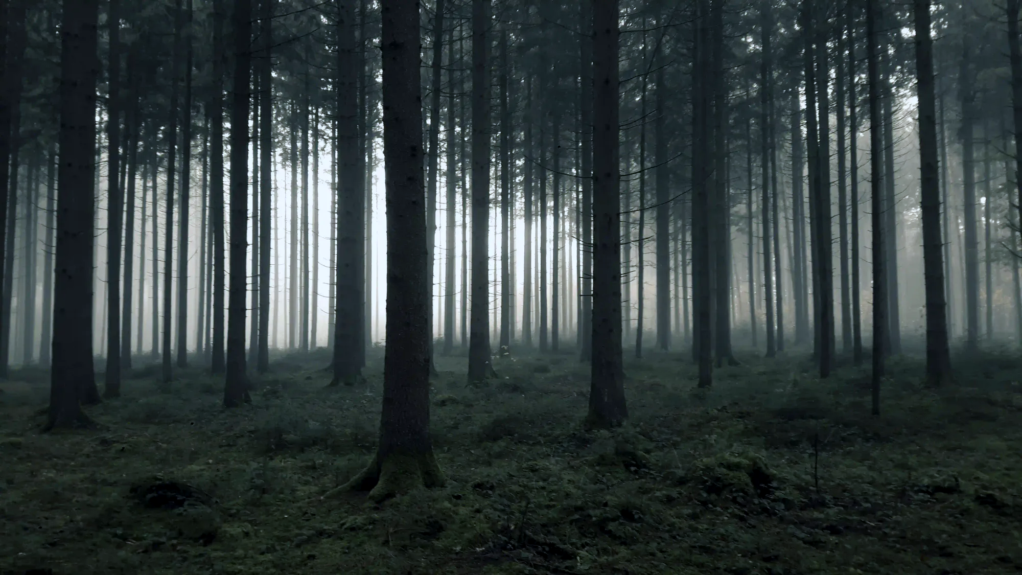 Dense and foggy dark pine forest representing untouched wilderness in the Nordic region.