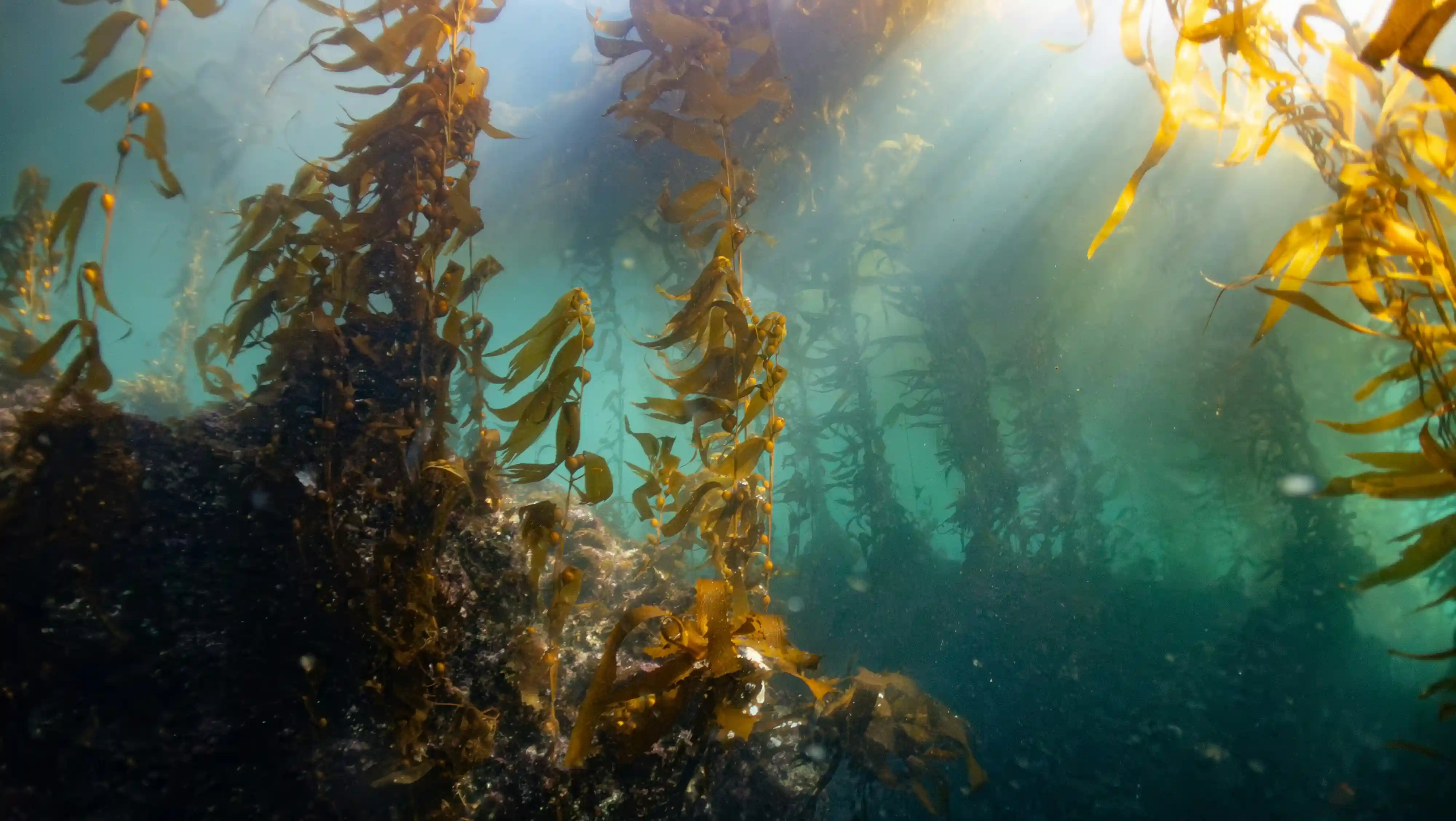 Sunrays piercing through a dense underwater kelp forest, illuminating the golden fronds against the deep green ocean.