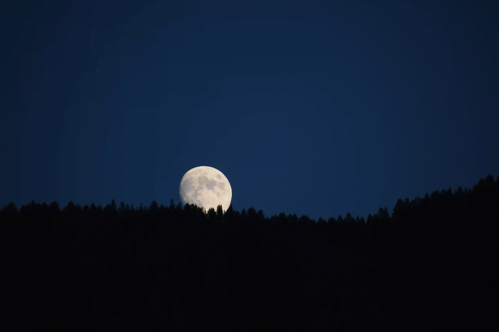 A massive full moon rising just behind a dark silhouette of a forest, illustrating the moon illusion where earthly references distort the brain's sense of scale.
