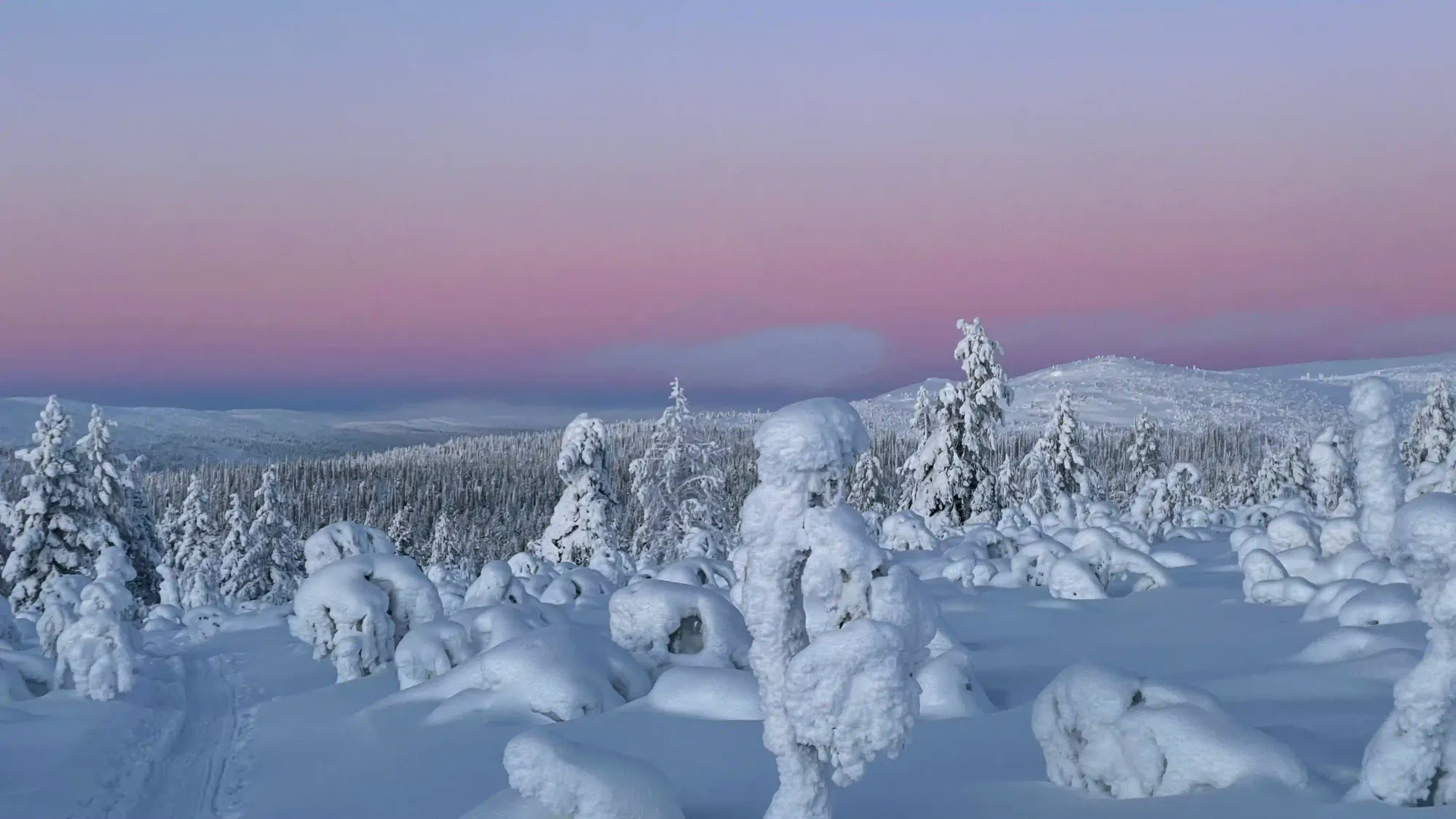 Heavily snow-laden trees in a vast, untouched Nordic wilderness under a pastel twilight sky.
