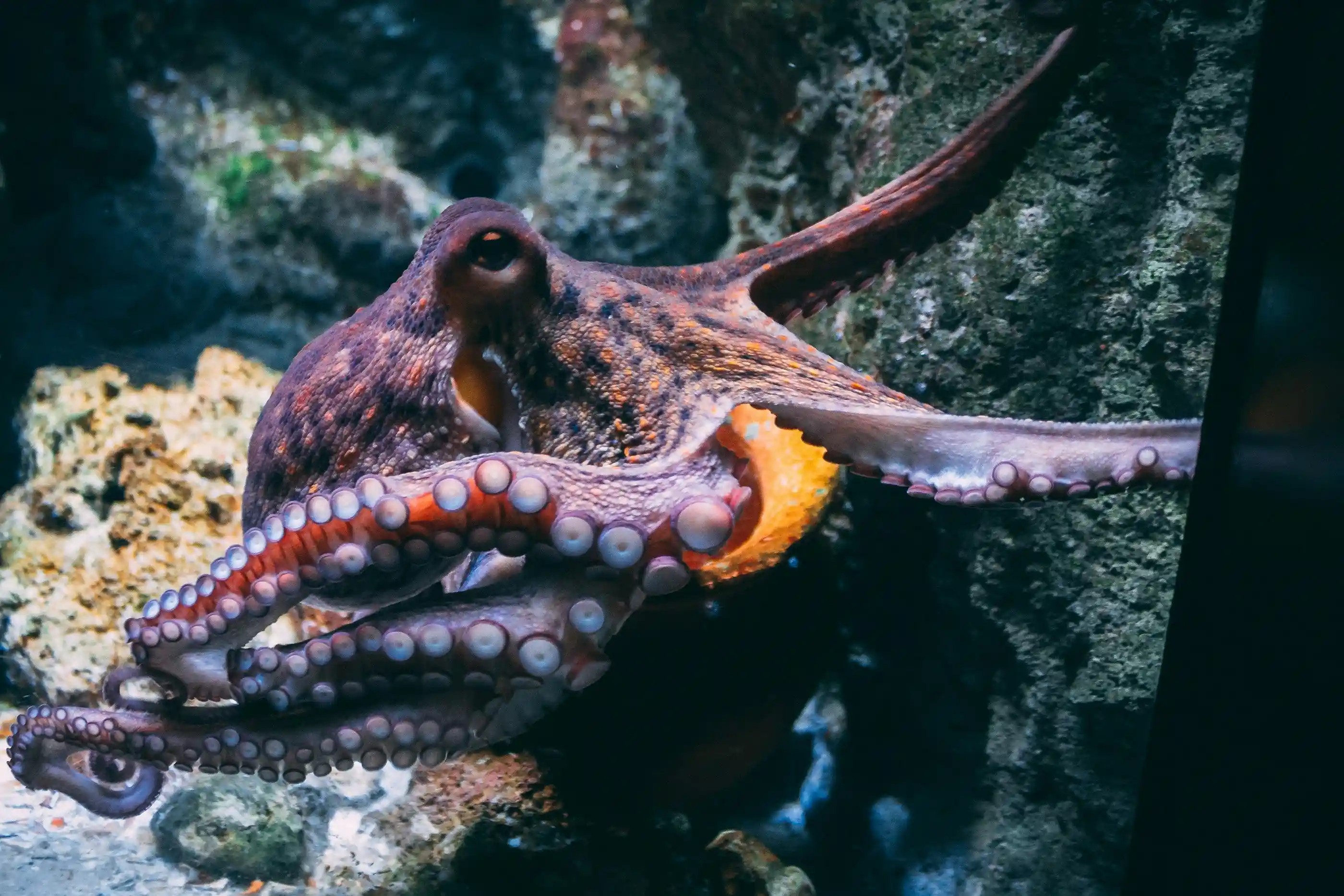 A detailed view of an octopus extending its textured tentacles over rocky underwater terrain, showcasing its complex suction cups.