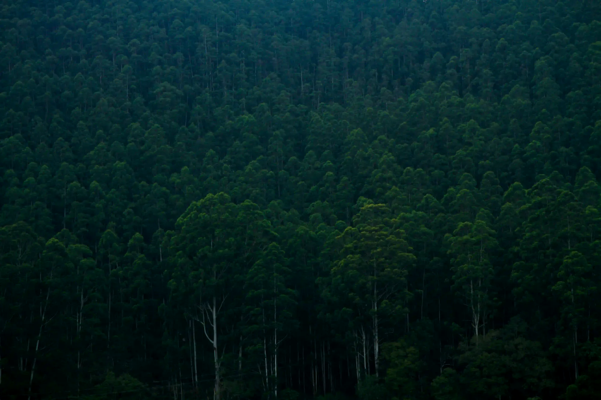 A dense, high-angle view of a thick green forest canopy with countless tall tree trunks forming a massive pattern of biological architecture.