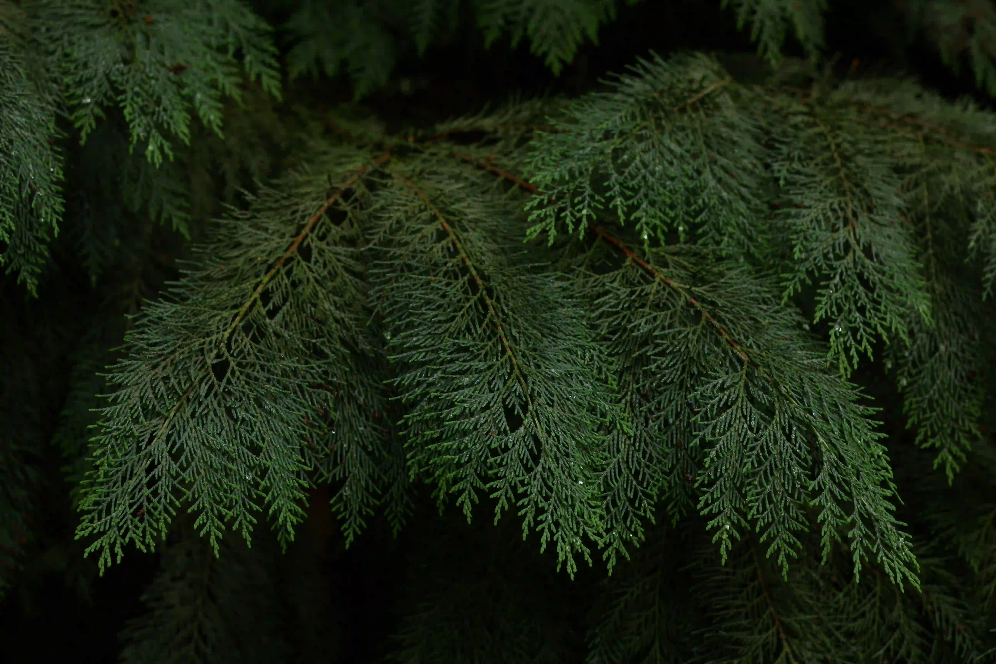 Close-up macro shot of dark green conifer leaves with tiny water droplets, challenging the green blur concept of plant blindness.