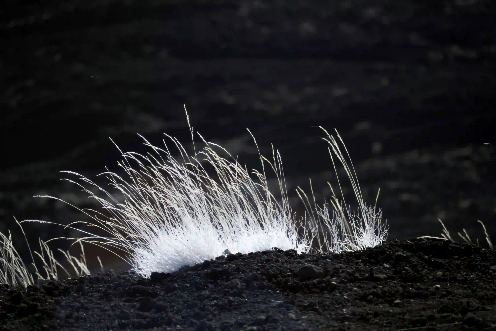 Bright, resilient grass growing out of harsh, black volcanic soil, symbolizing life and endurance in an extreme, isolated environment.