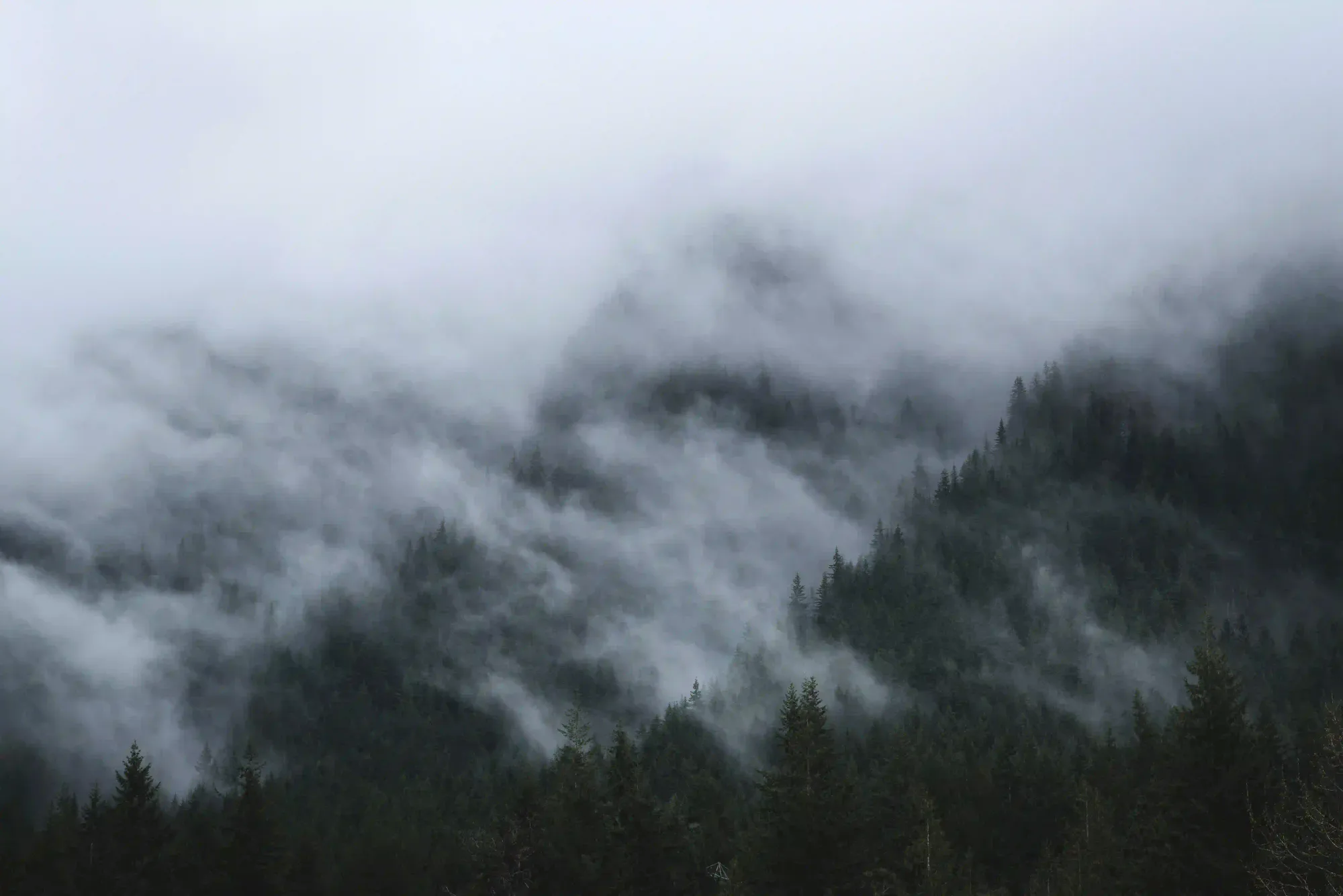 A dense evergreen forest heavily obscured by thick fog, illustrating the concept of negative space and systemic slack in nature.