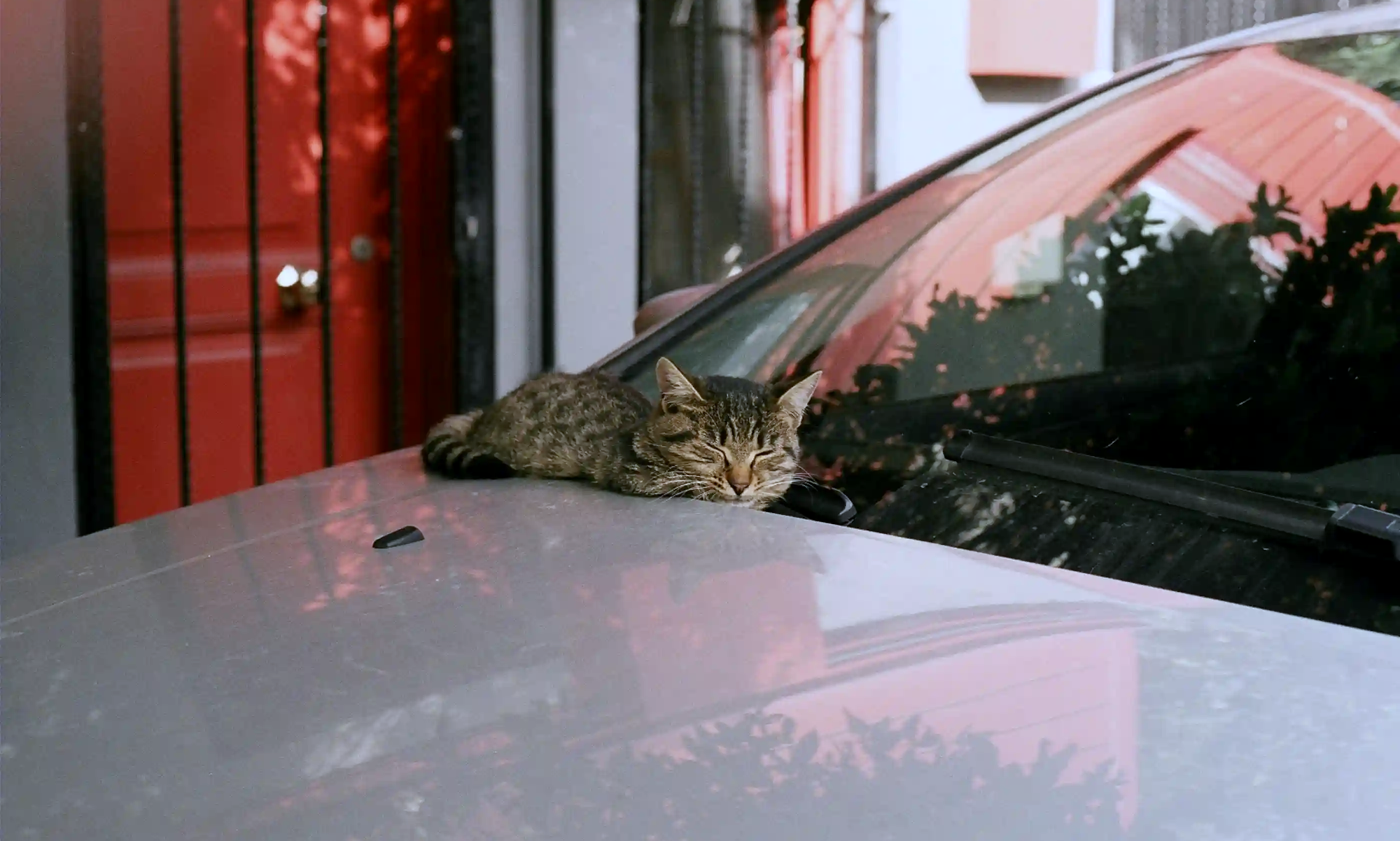 A cat sleeping peacefully on the hood of a car, contrasting the modern urban hustle with the timeless philosophy of dolce far niente.