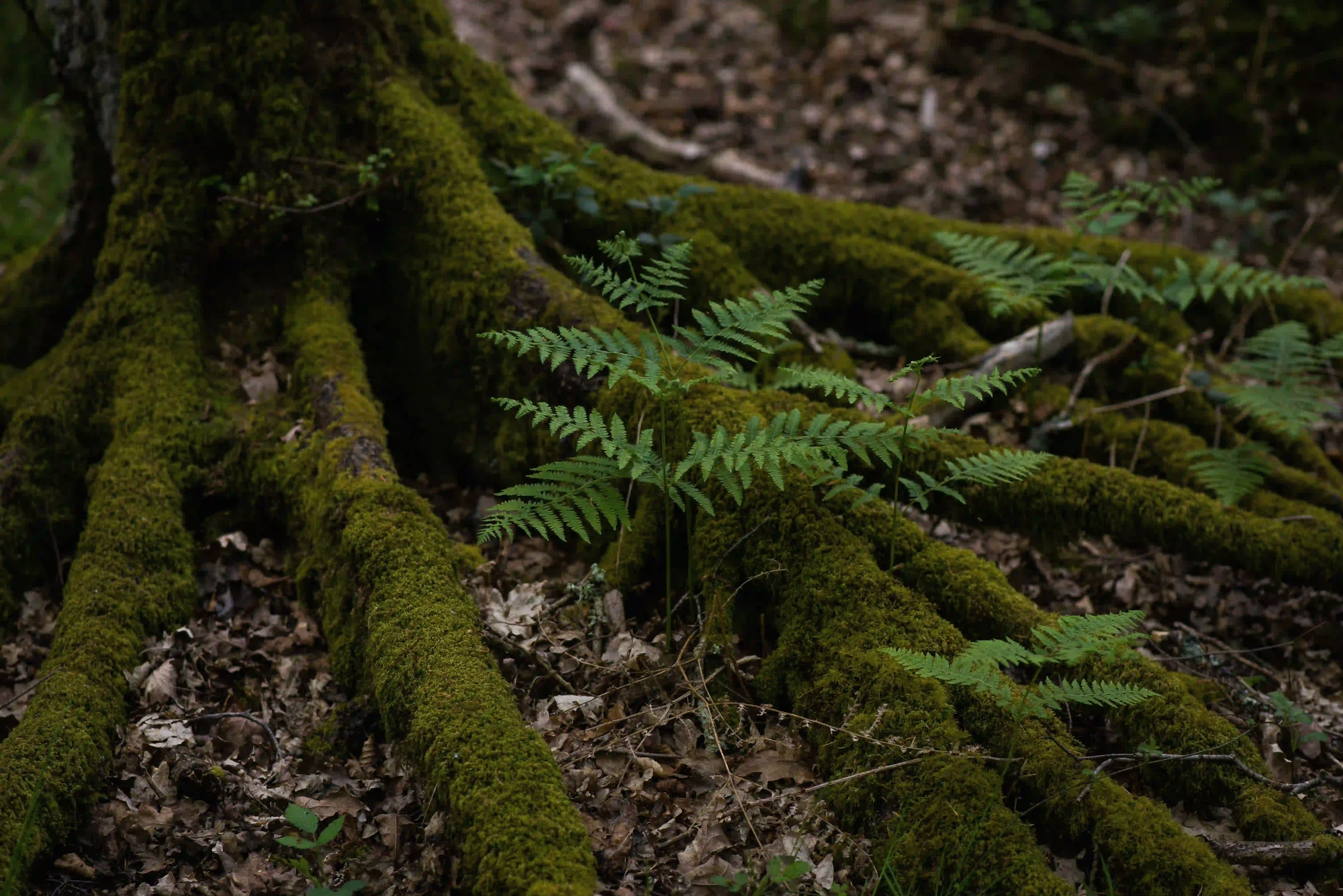 Thick moss-covered tree roots spreading across a forest floor with a young fern growing between them, illustrating the wood wide web network.