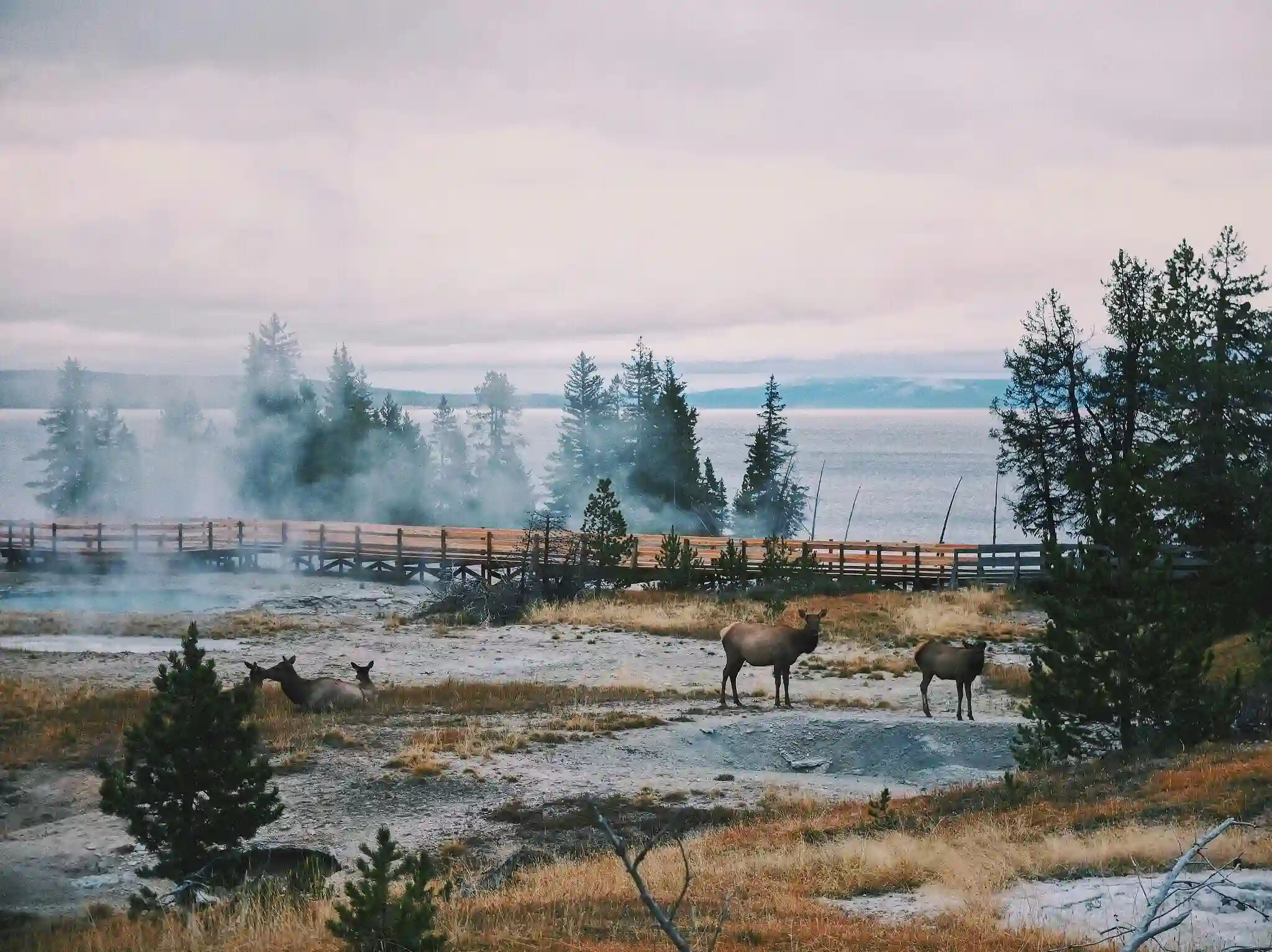 Elk resting near the steaming volcanic terrain of Yellowstone, illustrating the fragile ecosystem built directly above a massive magma chamber.