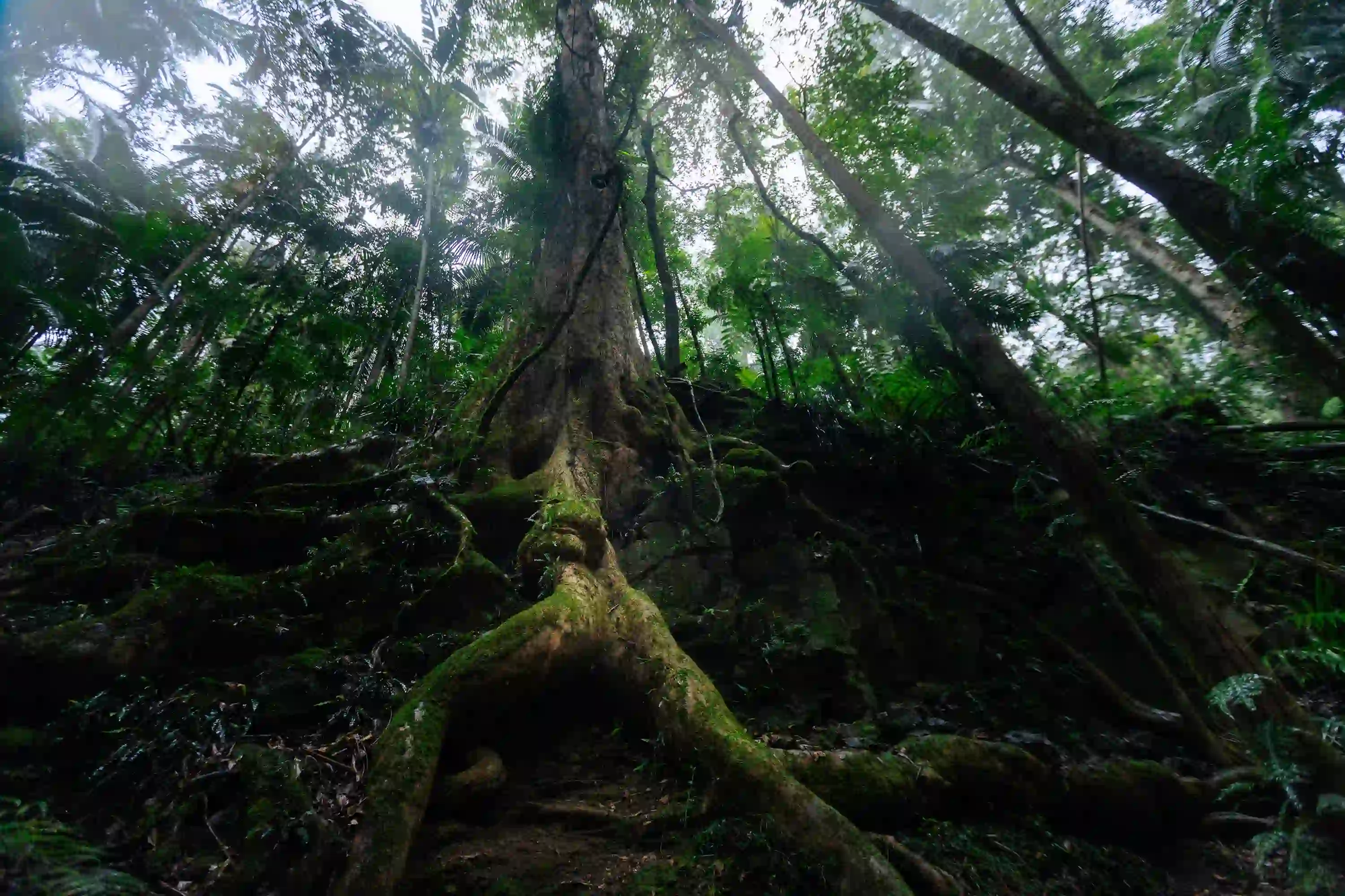A low-angle, moody shot of massive tree roots in a dark rainforest, symbolizing the deep, ground-level perspective of Traditional Ecological Knowledge.