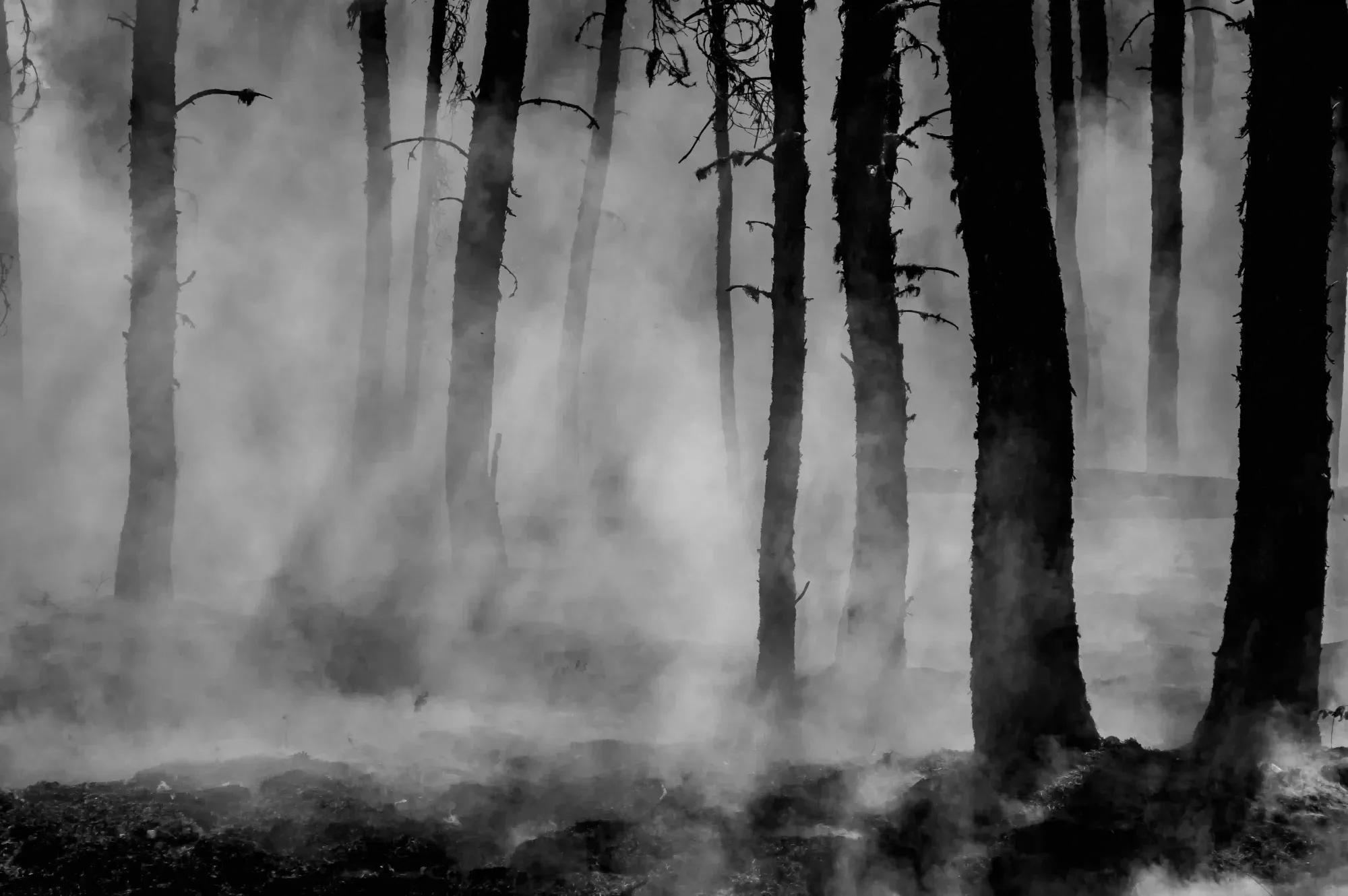 Close view of heavily charred tree trunks standing like skeletons in a dense, grey wildfire smoke.