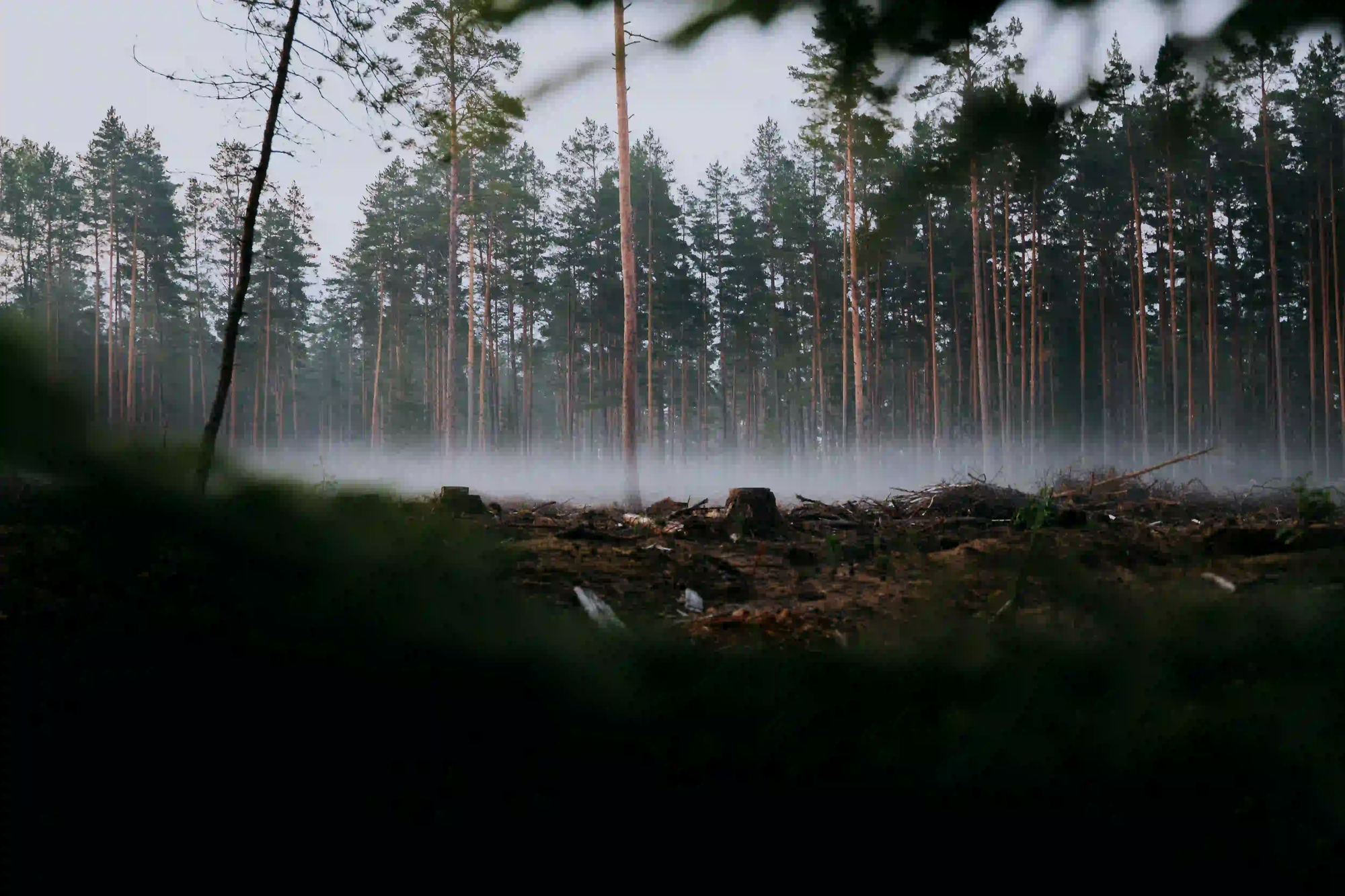 A logged forest area with tree stumps in the foreground, bordered by a dense, standing pine forest covered in low mist