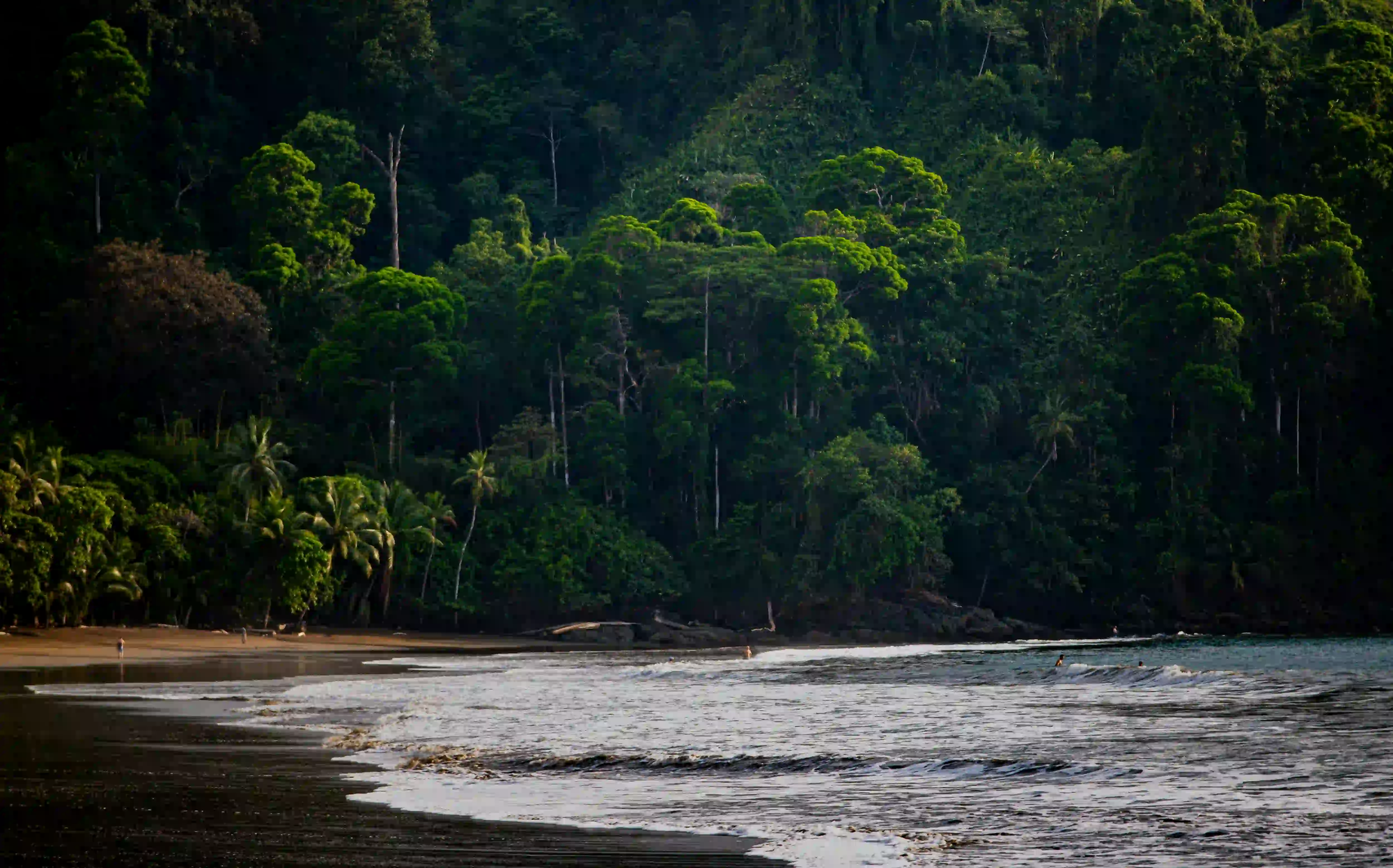 A dense, dark green tropical rainforest meeting a moody, dark-sand beach under low lighting.