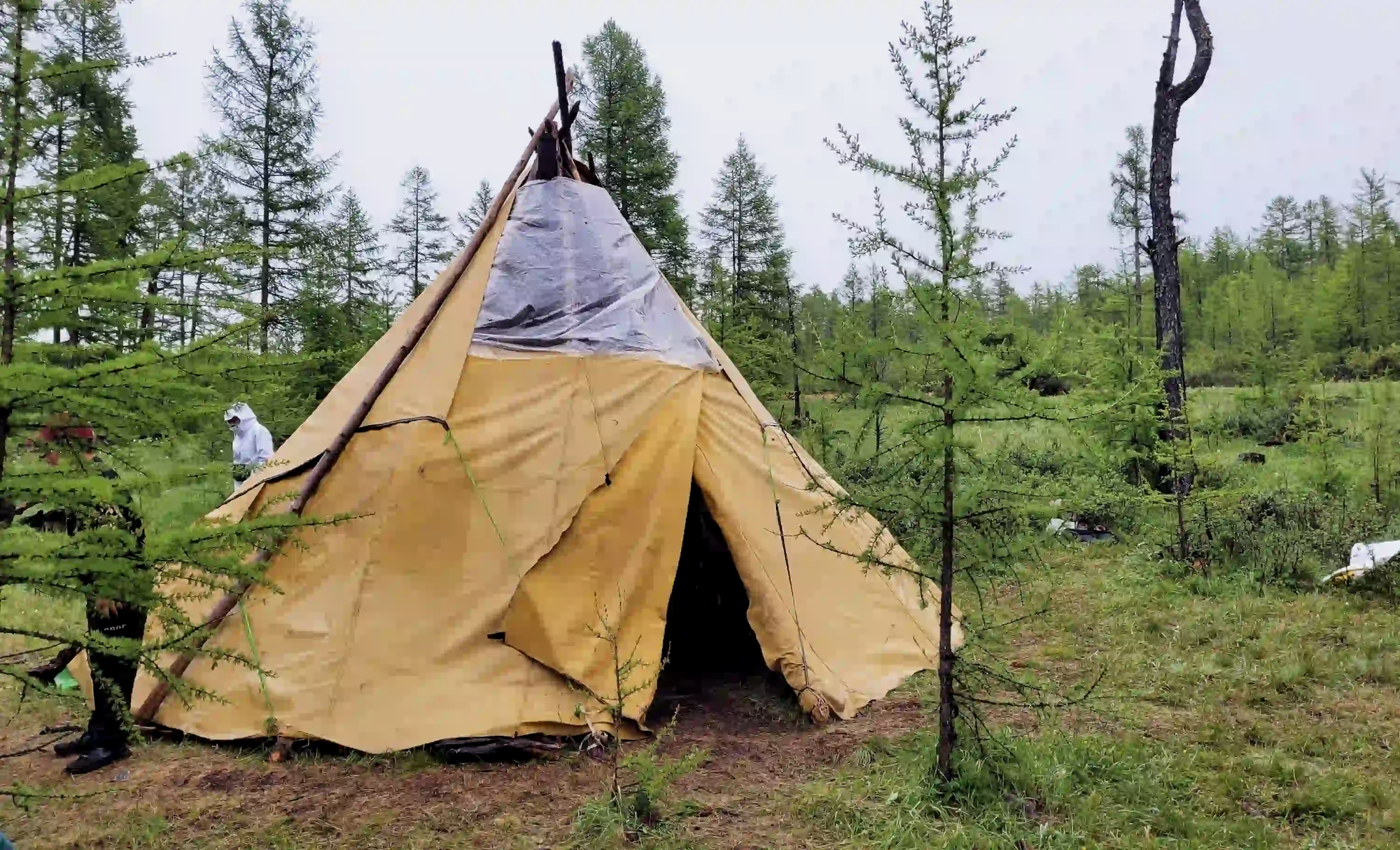 A traditional canvas tent of the Dukha people pitched in a green taiga forest, showing signs of modern adaptation with a plastic tarp.