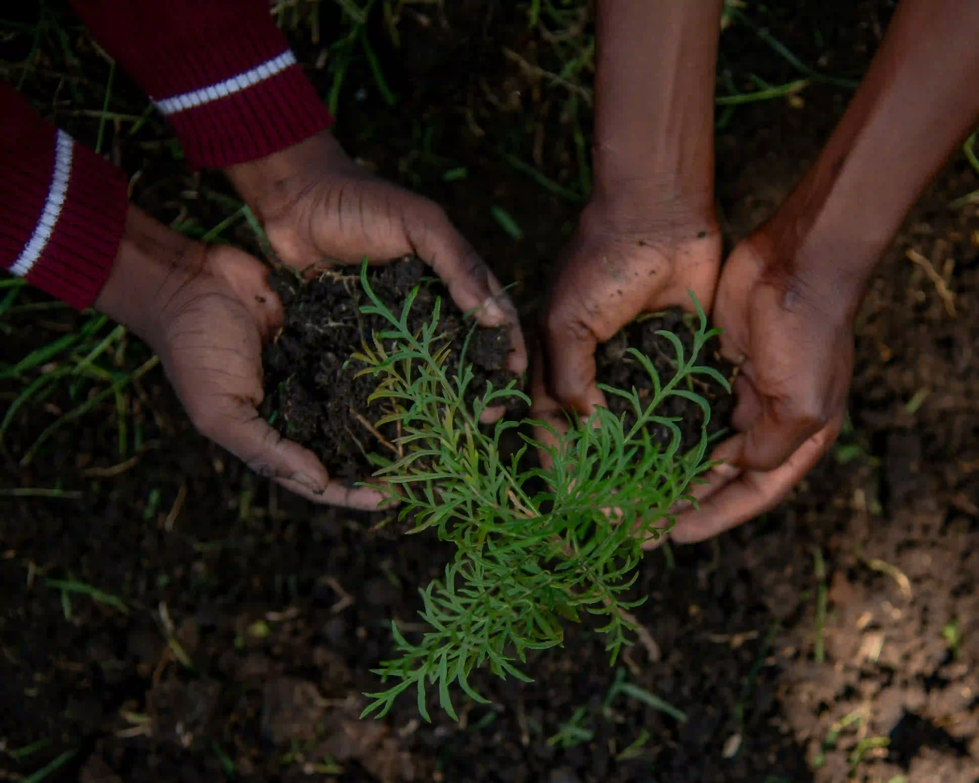 A top-down, low-exposure view of two pairs of hands, one wearing a school uniform sleeve, gently holding dark, rich soil and a small green plant.