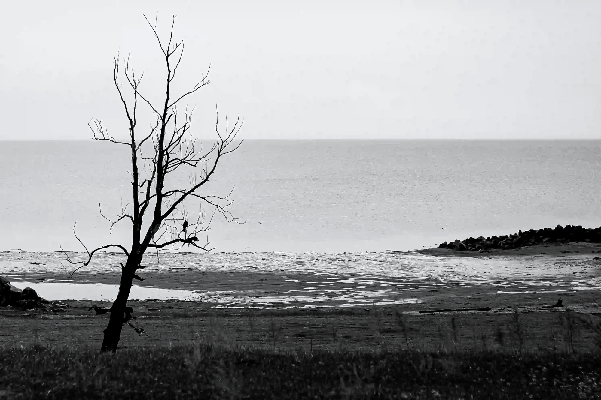 A black and white photograph of a solitary bare tree with a small bird perched on a branch in a desolate coastal landscape